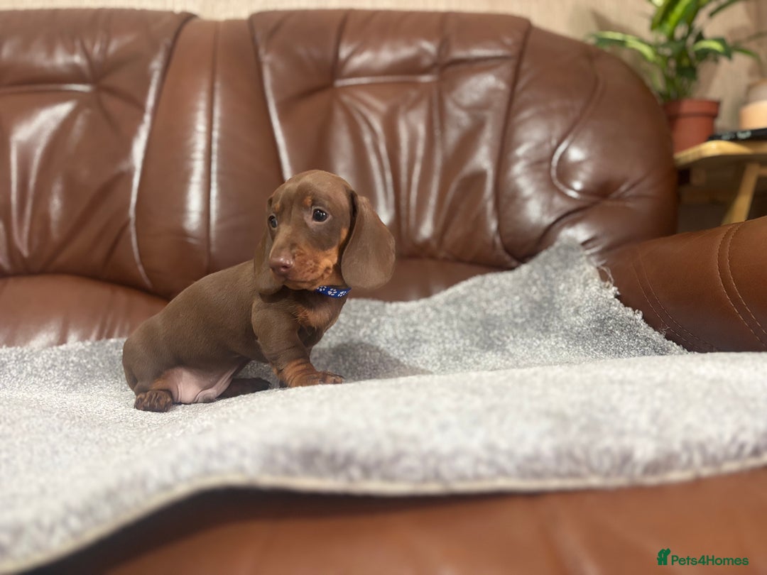 Miniature Dachshund dogs for sale: Chocolate dachshund babies  - Image 19