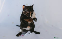 European cats for adoption: Tortoiseshell female Kitten - Image 9