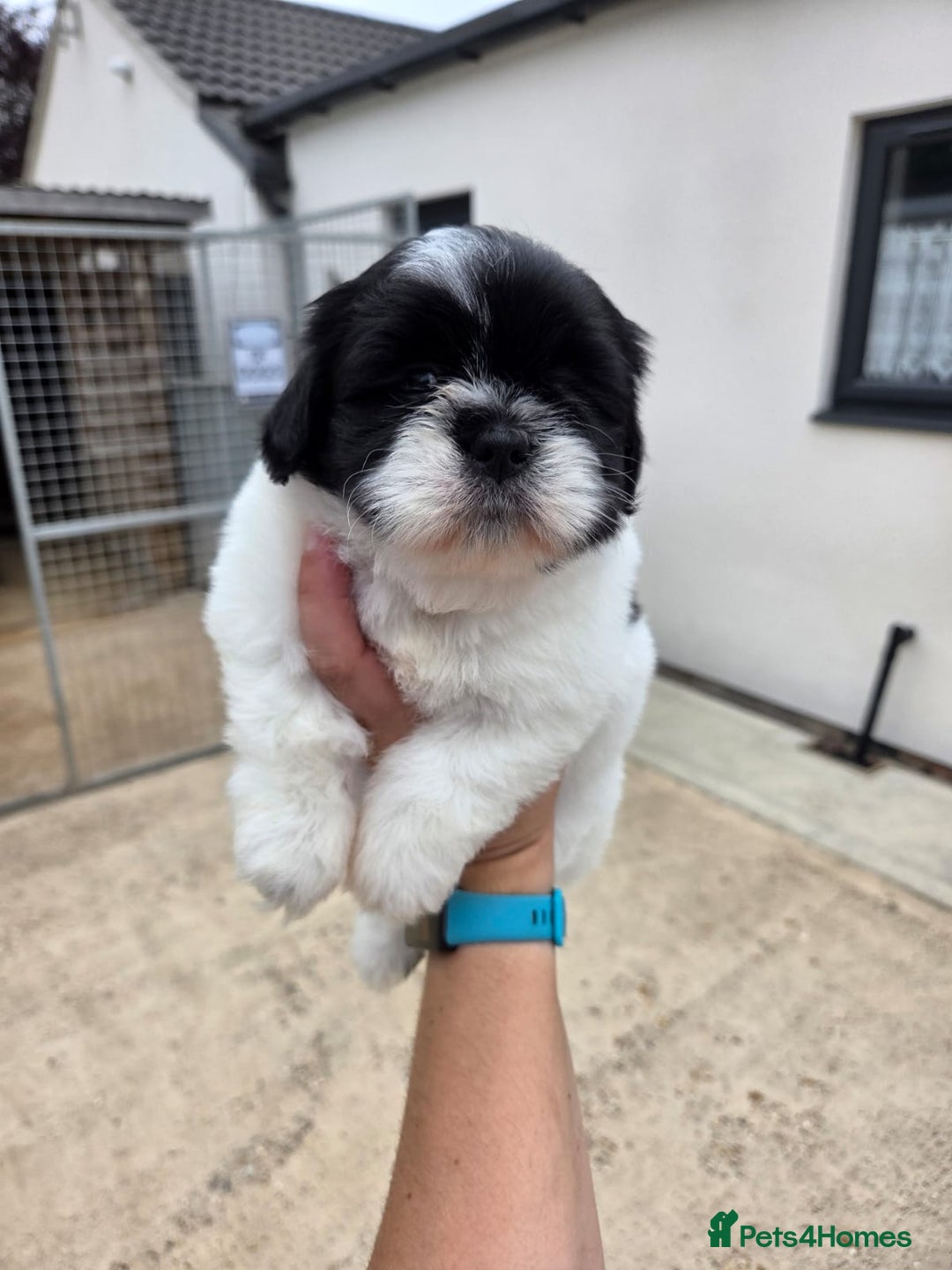 Lhasapoo dogs for sale: Lhasa Apso X  - Image 7