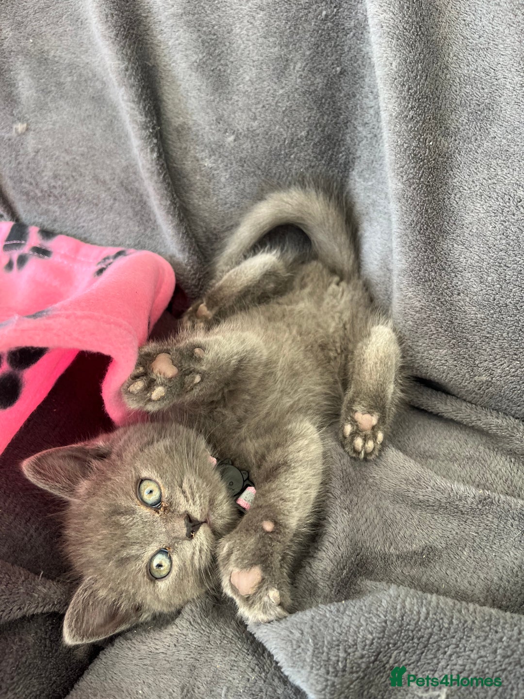 British Shorthair cats for sale: REDUCED!! Pure Breed British Shorthair Kittens - Image 3