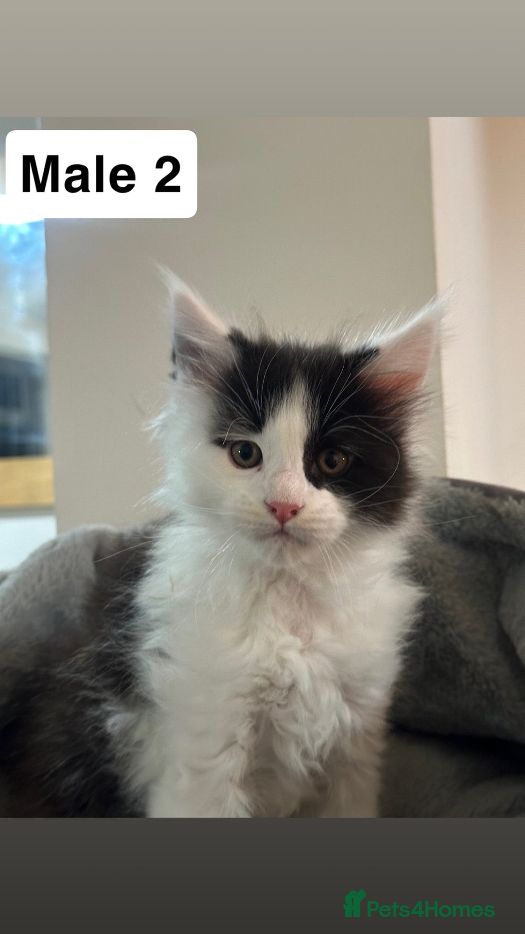 Maine Coon cats for sale: GCCF 2x Male Tuxedo Maine Coons Ready to Reseverve - Advert 5