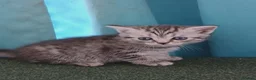 Mixed Breed cats for sale: Mixed breed kittens . - Advert 2