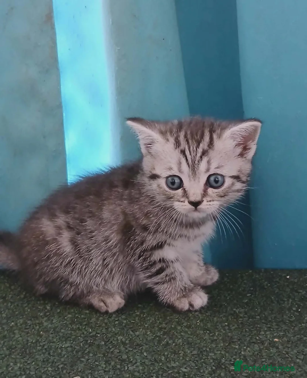 Mixed Breed cats for sale: Mixed breed kittens . - Advert 2