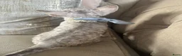 Devon Rex cats for sale: Beautiful GCCF Registered Devon Rex Kittens 🩷 in Leicester - Advert 5