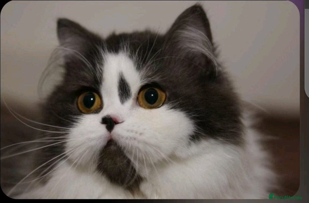 British Longhair cats Retired Queen  - Advert 2