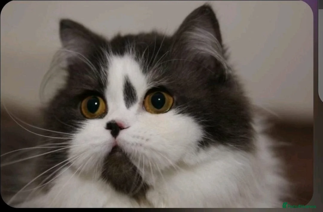 British Longhair cats for sale: Retired Queen  - Advert 1