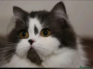 British Longhair cats Retired Queen - Advert 4