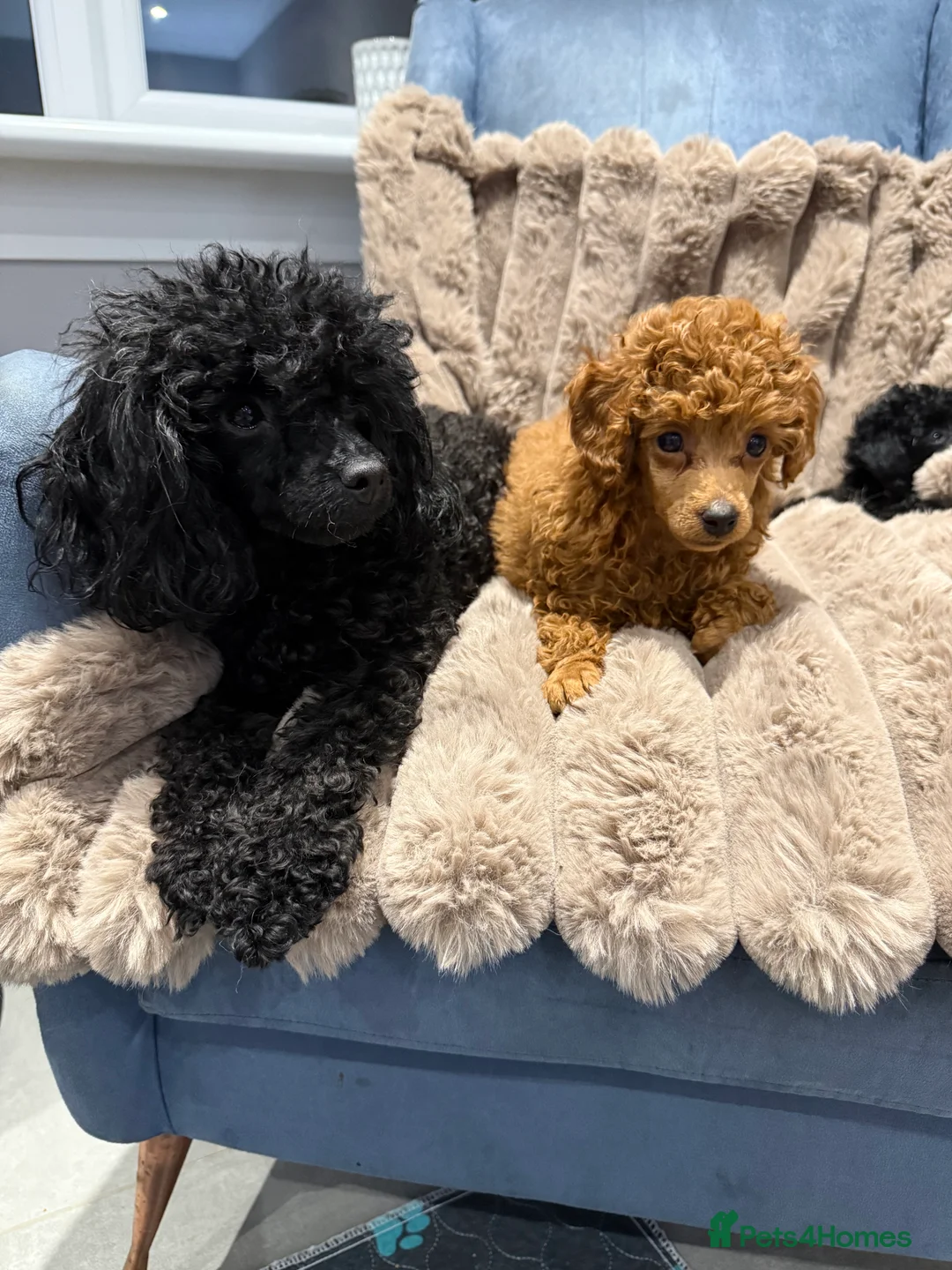 Toy Poodle dogs for sale: KC Reg Toy Poodles  - Advert 7