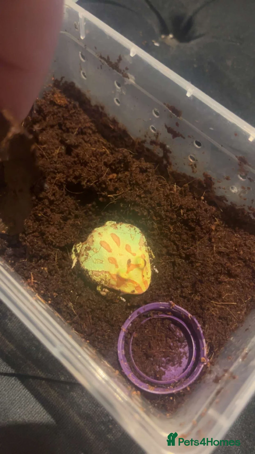 Frog reptiles for sale: Baby PAC Man frogs - Advert 5