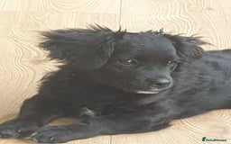 Mixed Breed dogs for sale: Beautiful Black Puppy  - Image 1