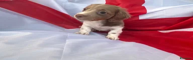 Miniature Dachshund Puppy 4
