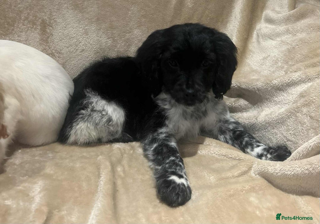 Cockapoo dogs for sale: Stunning cockapoo puppies - Advert 24