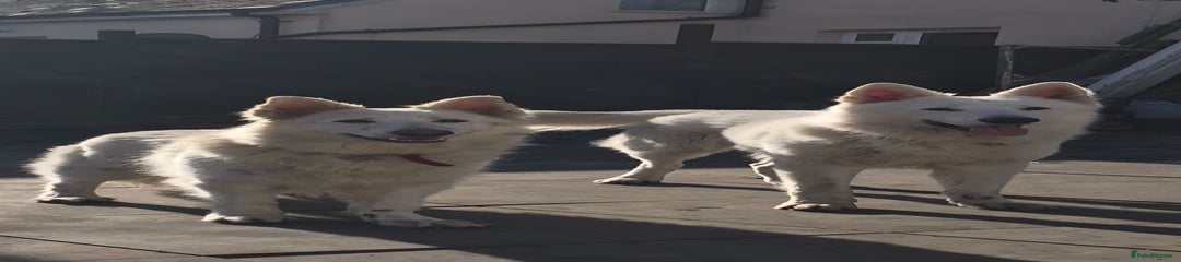 White Swiss Shepherd Puppy 1