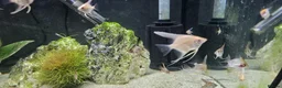Angelfish fish for sale: Redy to go  - Advert 4
