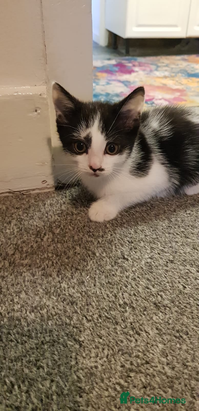 Mixed Breed cats for sale: 4 kitten for sale in Grays - Advert 4