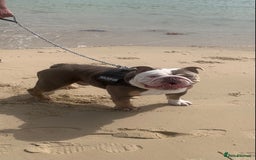 English Bulldog dogs for sale: Ronnie - Image 1