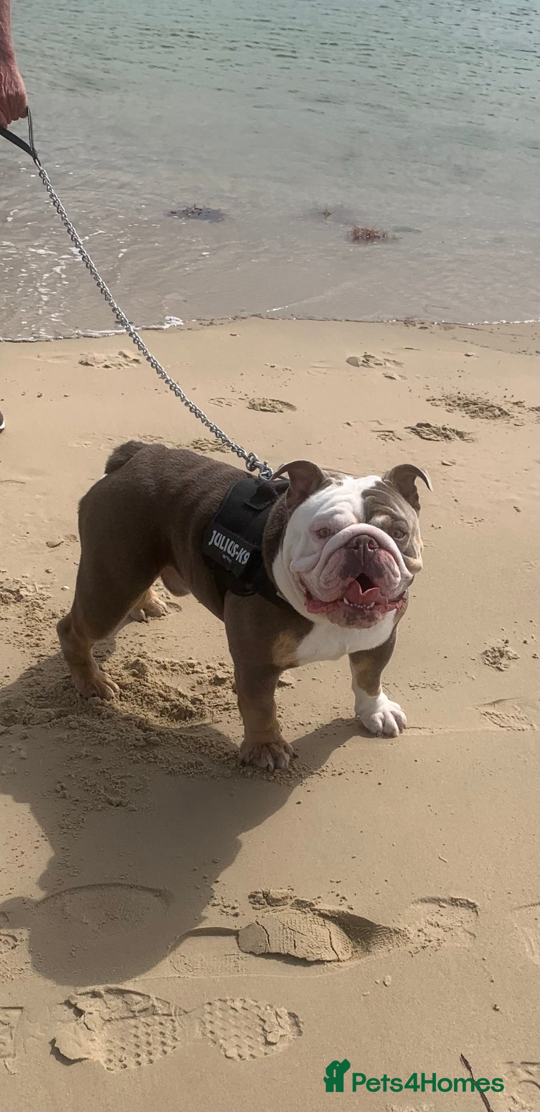 English Bulldog dogs for sale: Ronnie - Image 1