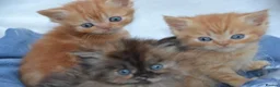 Persian cats for sale: Adorable Persian Kittens! in Edinburgh - Advert 6