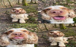 Cocker Spaniel dogs for stud: KC Registered 3rd Gen Pedigree Show Type Cocker - Image 4