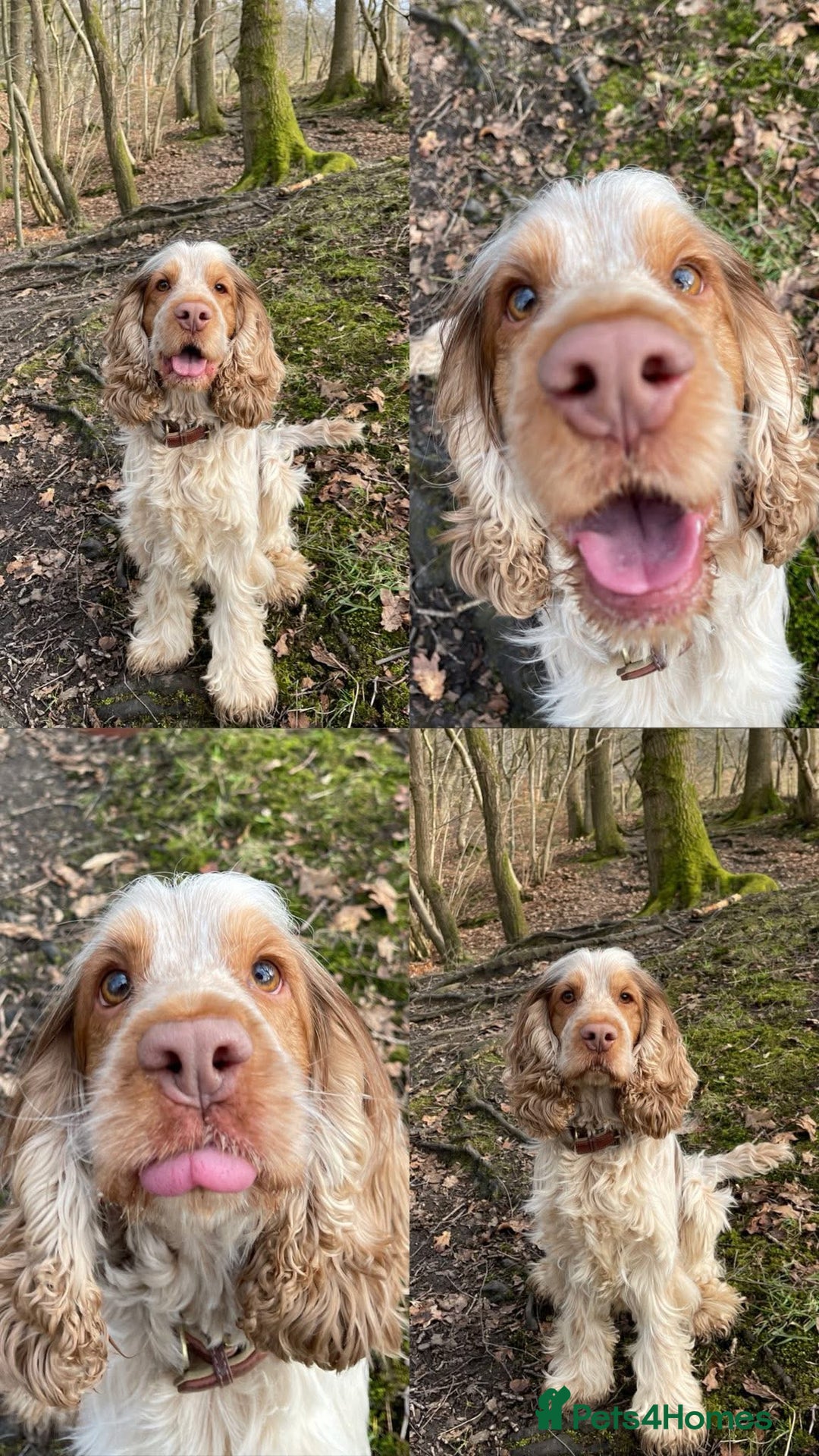 Cocker Spaniel dogs for stud: KC Registered 3rd Gen Pedigree Show Type Cocker - Image 4