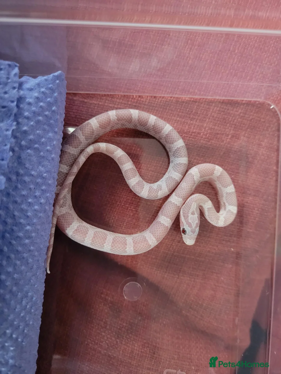 Corn Snake reptiles for sale: Baby snow cornsnake  - Advert 2