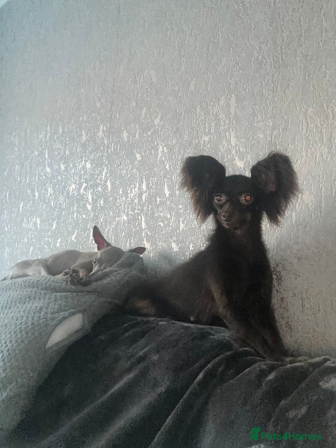 Russian Toy Terrier dogs for sale: Choc & tan smooth coat - Image 3