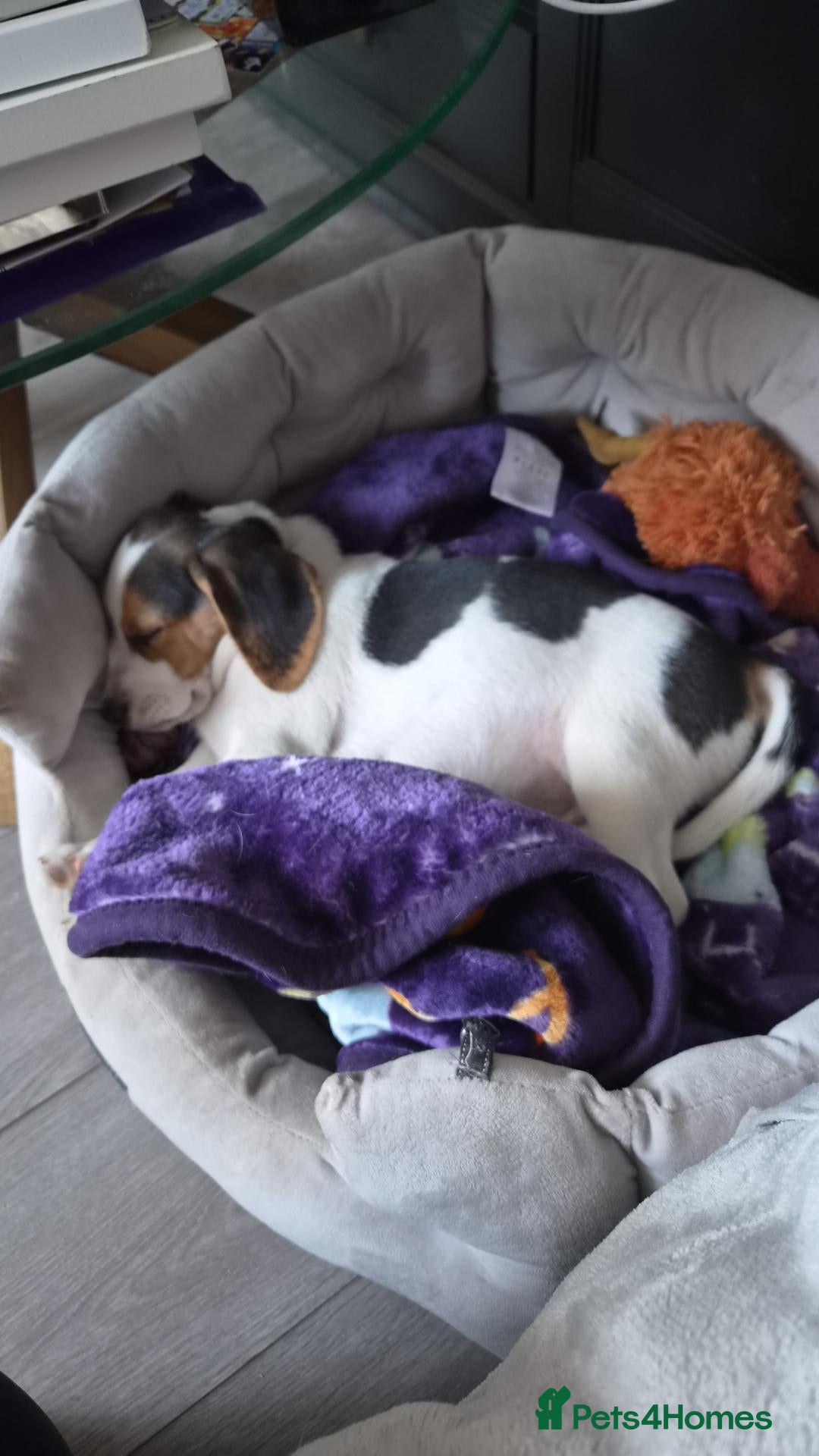 Beagle dogs Male beagle puppie  - Advert 1