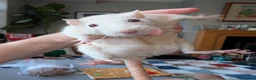 Rat rodents for sale: Three lovely ladies available  - Advert 4