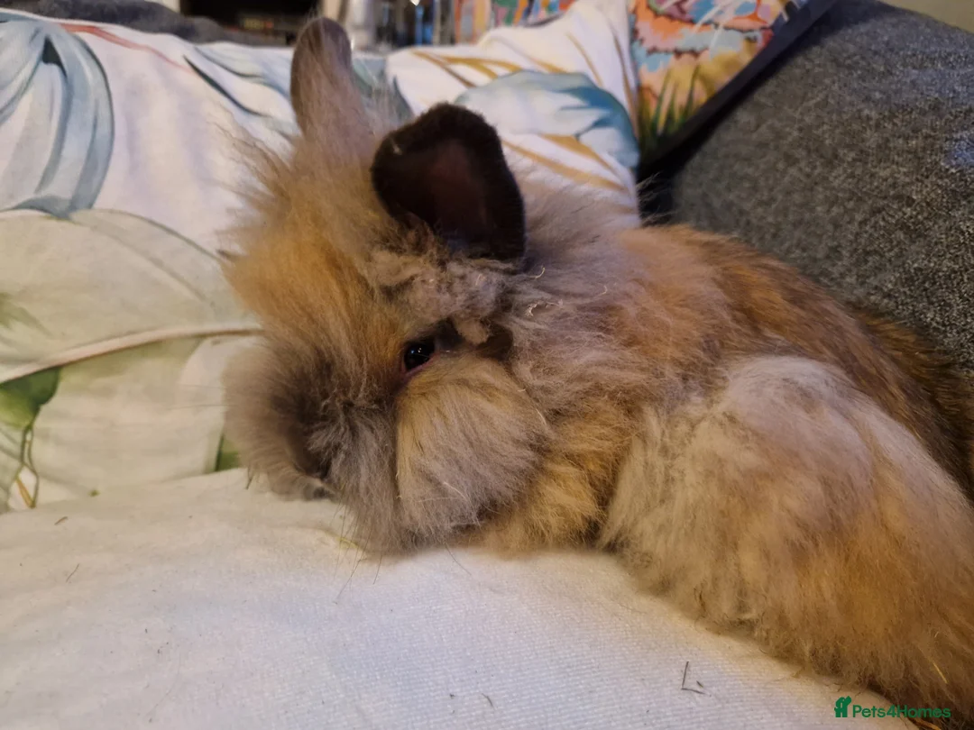 Lionhead rabbits for sale: Friendly, cute, fluffy lionhead bunnies- m and f - Advert 2