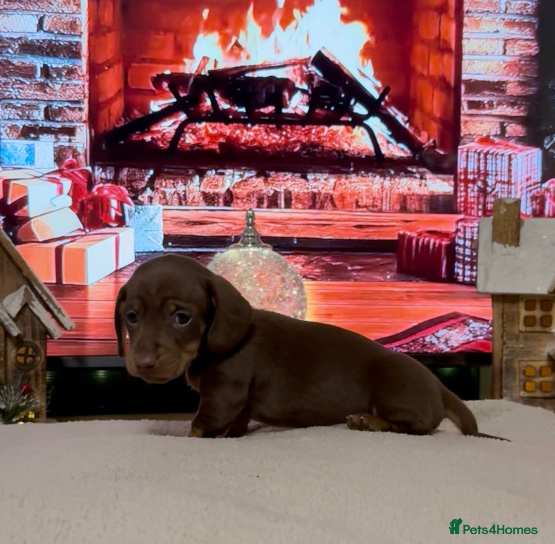 Miniature Dachshund dogs for sale: Chocolate and tan miniature dachshunds - Advert 11