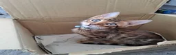 Bengal cats for sale: 2 bengal boys  in Yeovil - Advert 3