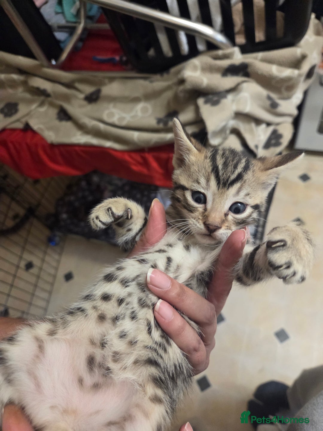 Bengal cats for sale: Beautiful 1/2 bengal kittens - Image 40