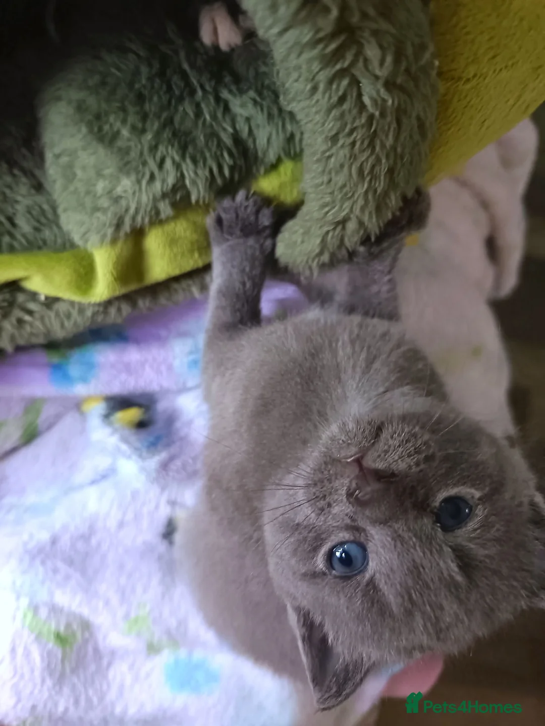 Mixed Breed cats for sale: Beautiful grey female kitten  - Advert 2