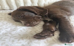 Cocker Spaniel dogs for sale: 6-month old cocker spaniel - Image 7