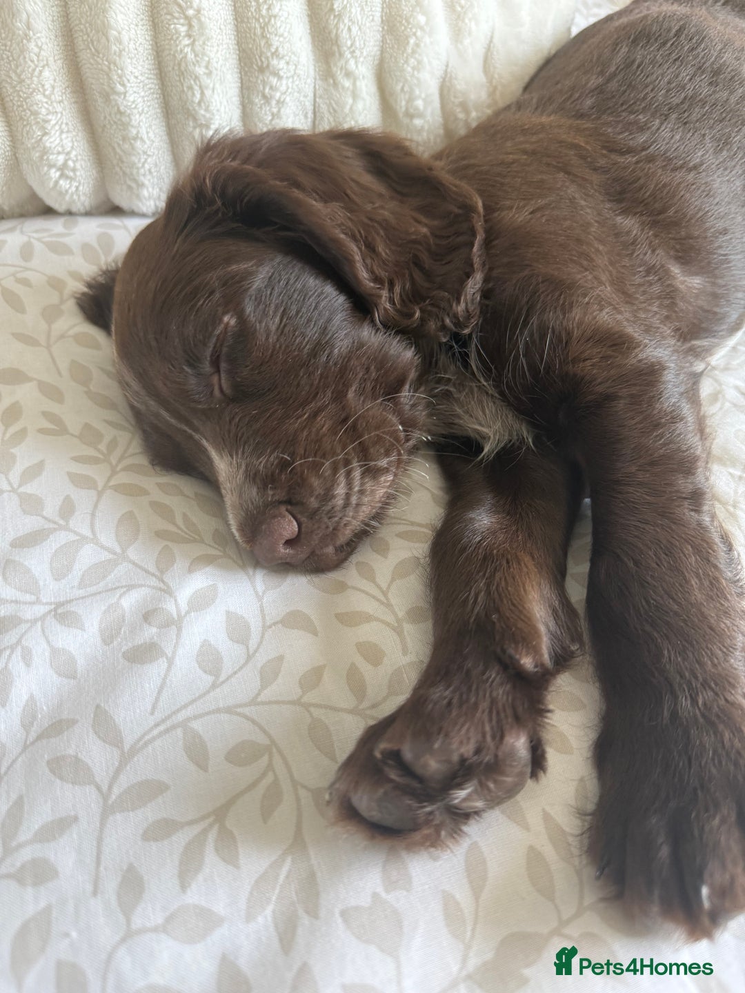 Cocker Spaniel dogs for sale: 6-month old cocker spaniel - Image 7