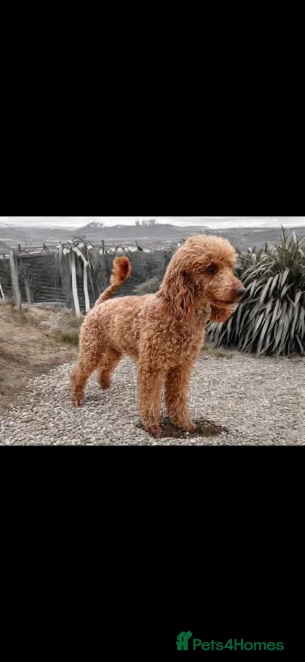Goldendoodle dogs F1B Golden doodle Puppies  - Advert 13