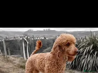 Goldendoodle dogs F1B Golden doodle Puppies - Advert 13