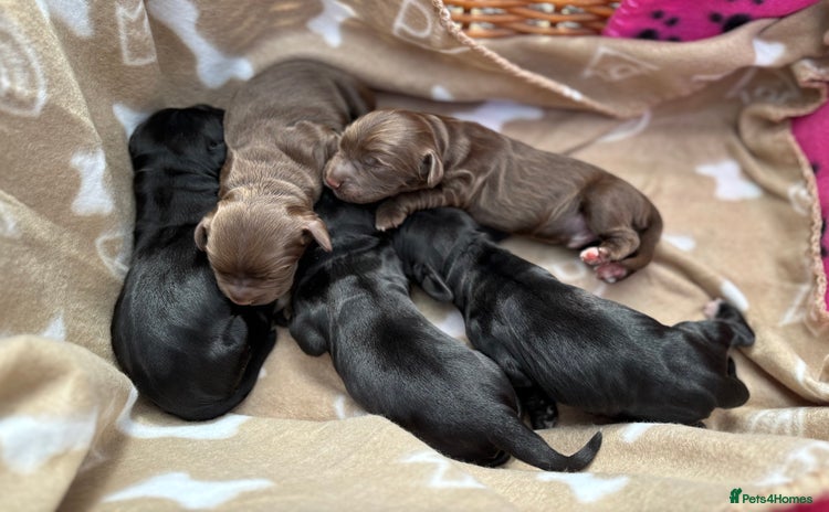 Cocker Spaniel dogs - Advert 14