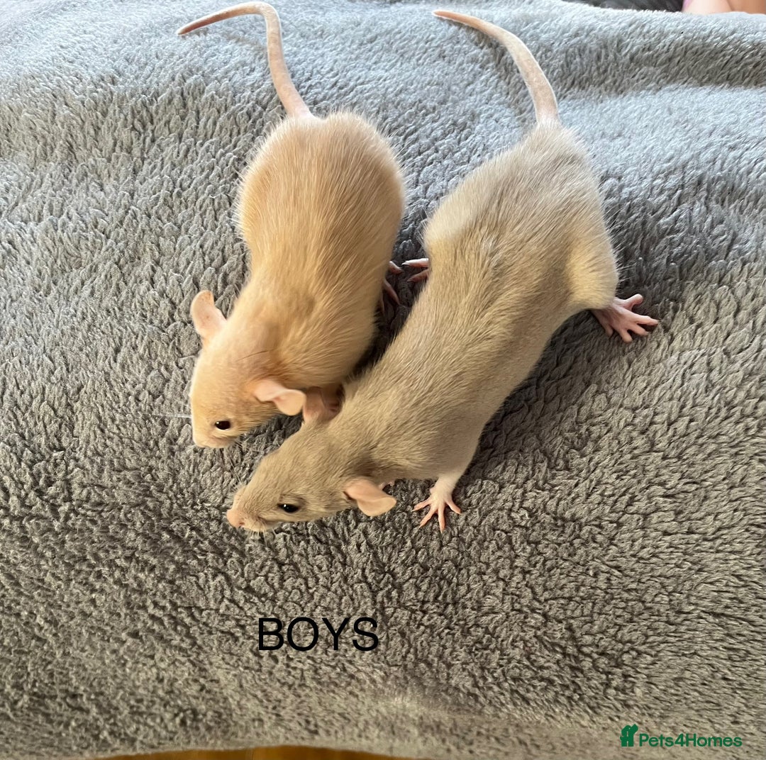Rat rodents for sale: Baby dumbo rats for sale - Image 5