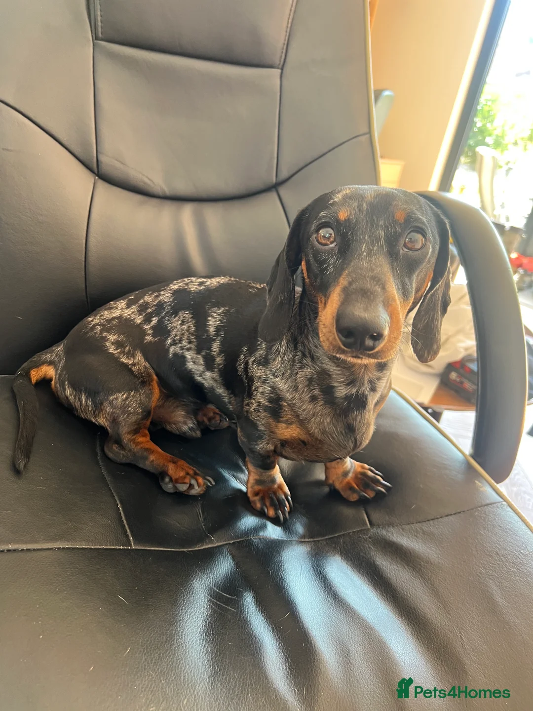 Miniature Dachshund dogs for stud: Miniature dachshund tri merle boy stud  in Bishop's Stortford - Advert 2