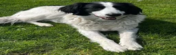 Pyrenean Sheepdog dogs for adoption: Beautiful Bamboo - Karachan Mix - Advert 7