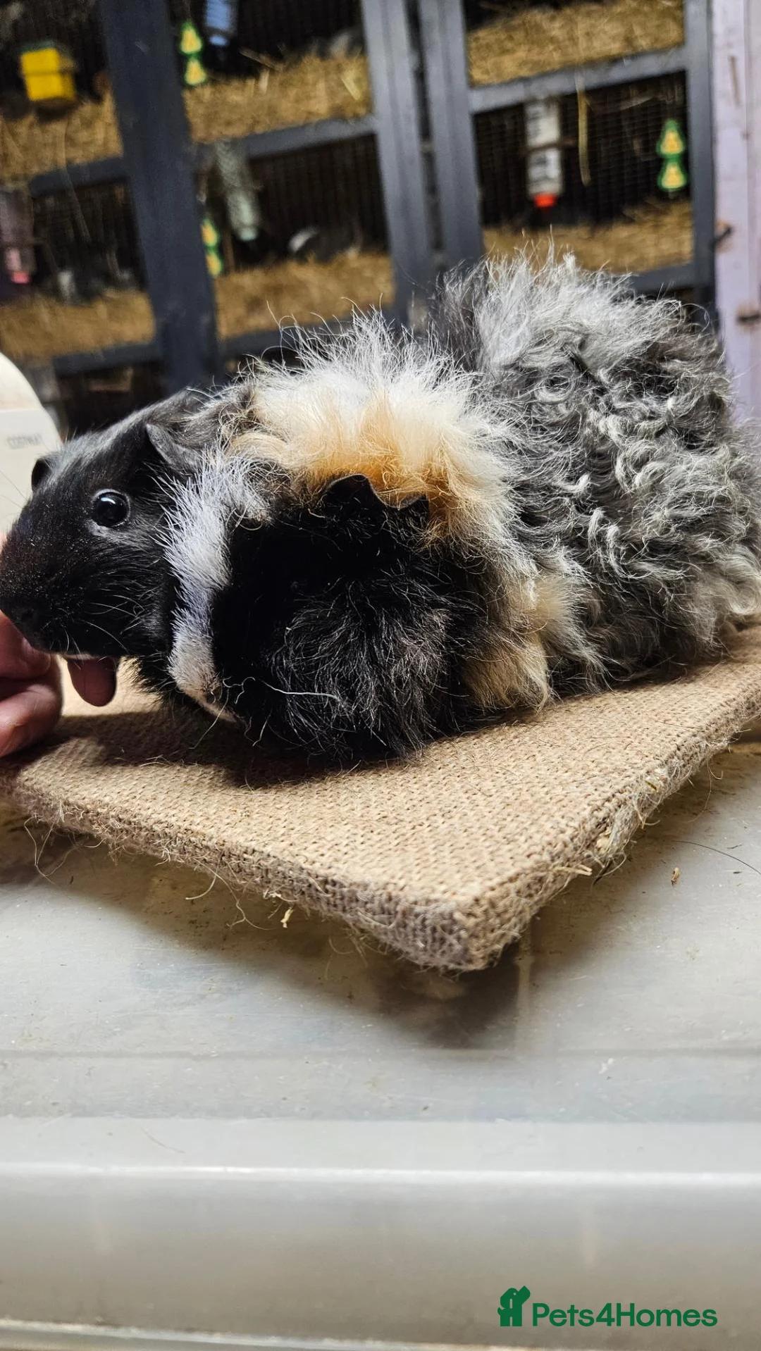 Guinea Pig rodents for sale: Beautiful well handled baby boys guinea pigs  - Advert 2