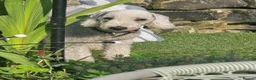 Bedlington Terrier dogs for sale: Beddlington Terrier's pure breed pups x5 - Advert 3
