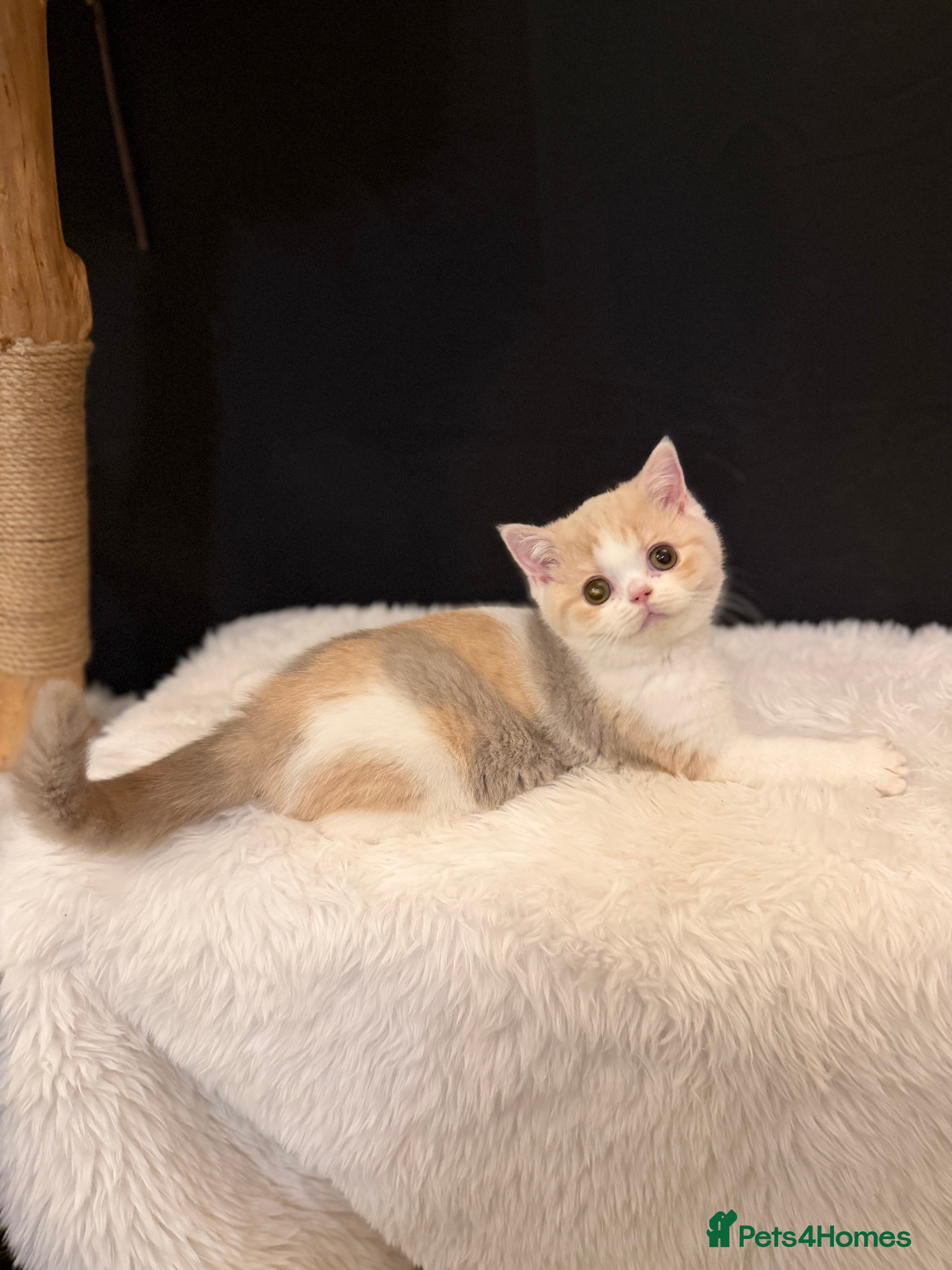 British Shorthair cats 😽Full Pedigree Registered BSH🌷Trusted Breeder - Advert 14