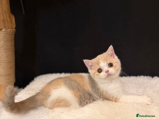 British Shorthair cats 😽Full Pedigree Registered BSH🌷Trusted Breeder - Advert 14