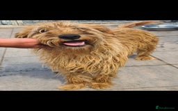 Soft Coated Wheaten Terrier dogs for adoption: Caramel. 15kg medium size  - Image 2