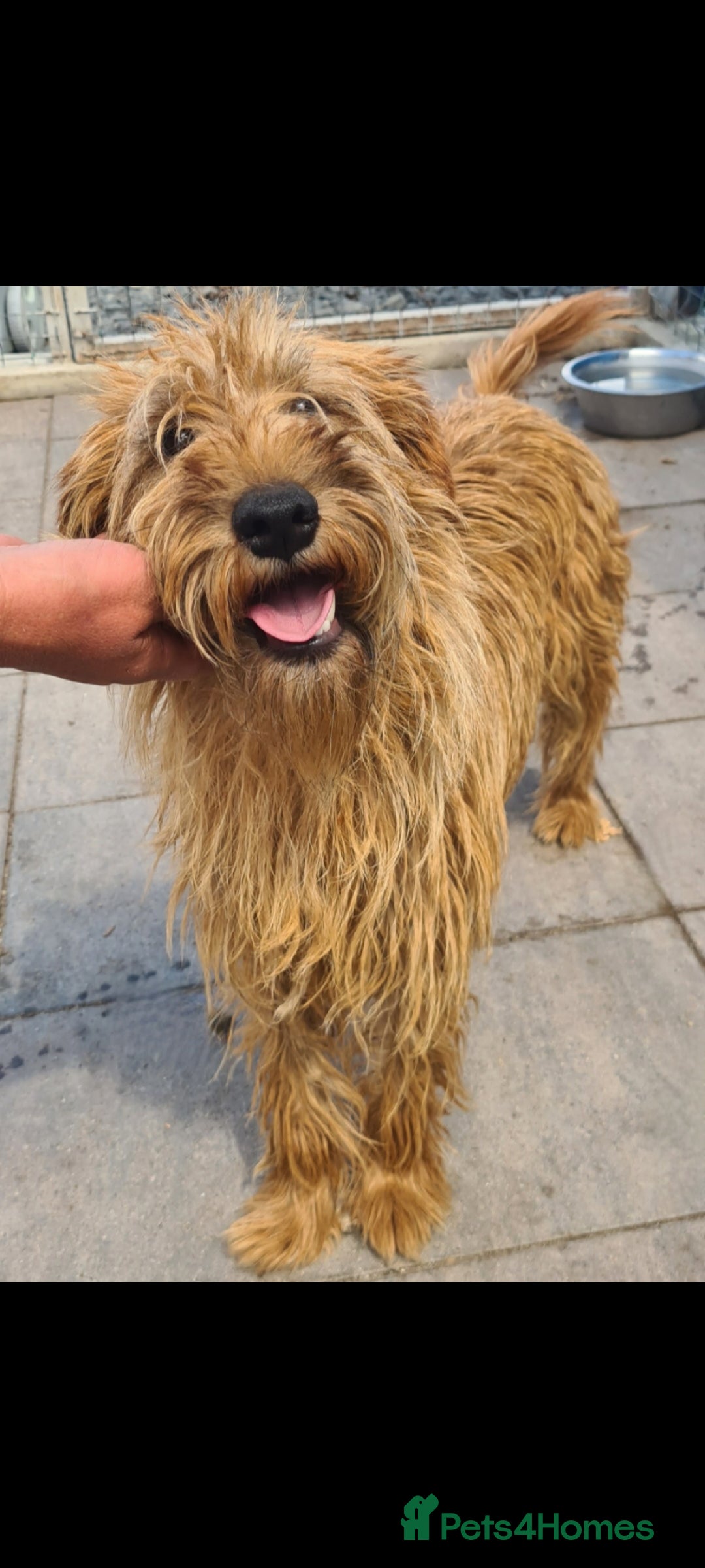 Soft Coated Wheaten Terrier dogs for adoption: Caramel. 15kg medium size  - Image 2