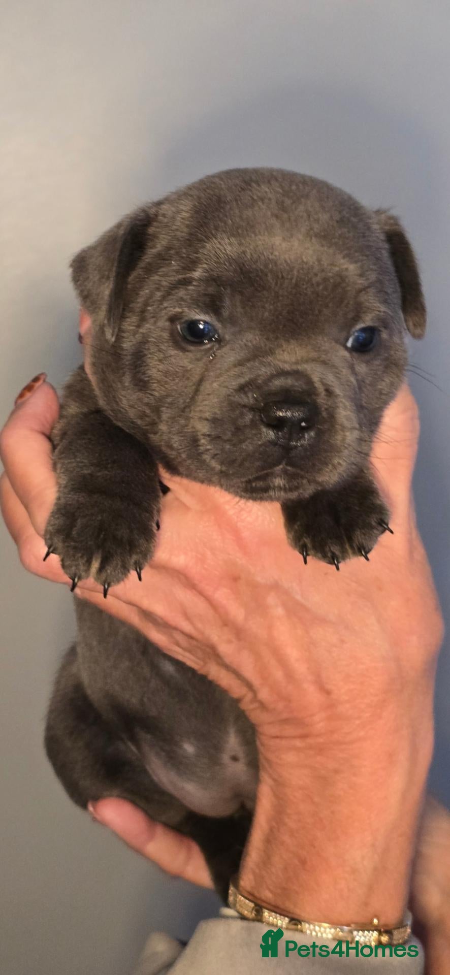 Staffordshire Bull Terrier dogs Blue Staffy Puppies 💓 - Advert 2