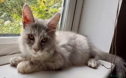 Maine Coon cats for sale: Maine coon kittens  - Image 12