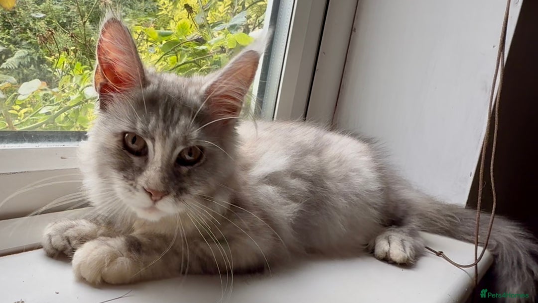 Maine Coon cats for sale: Maine coon kittens  - Image 12